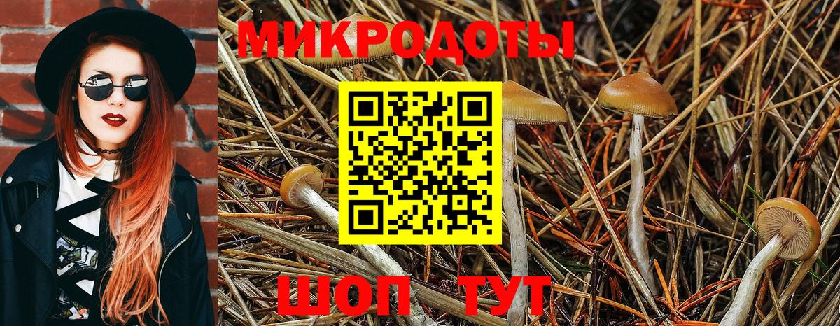 Галлюциногенные грибы Psilocybine cubensis  Джанкой 